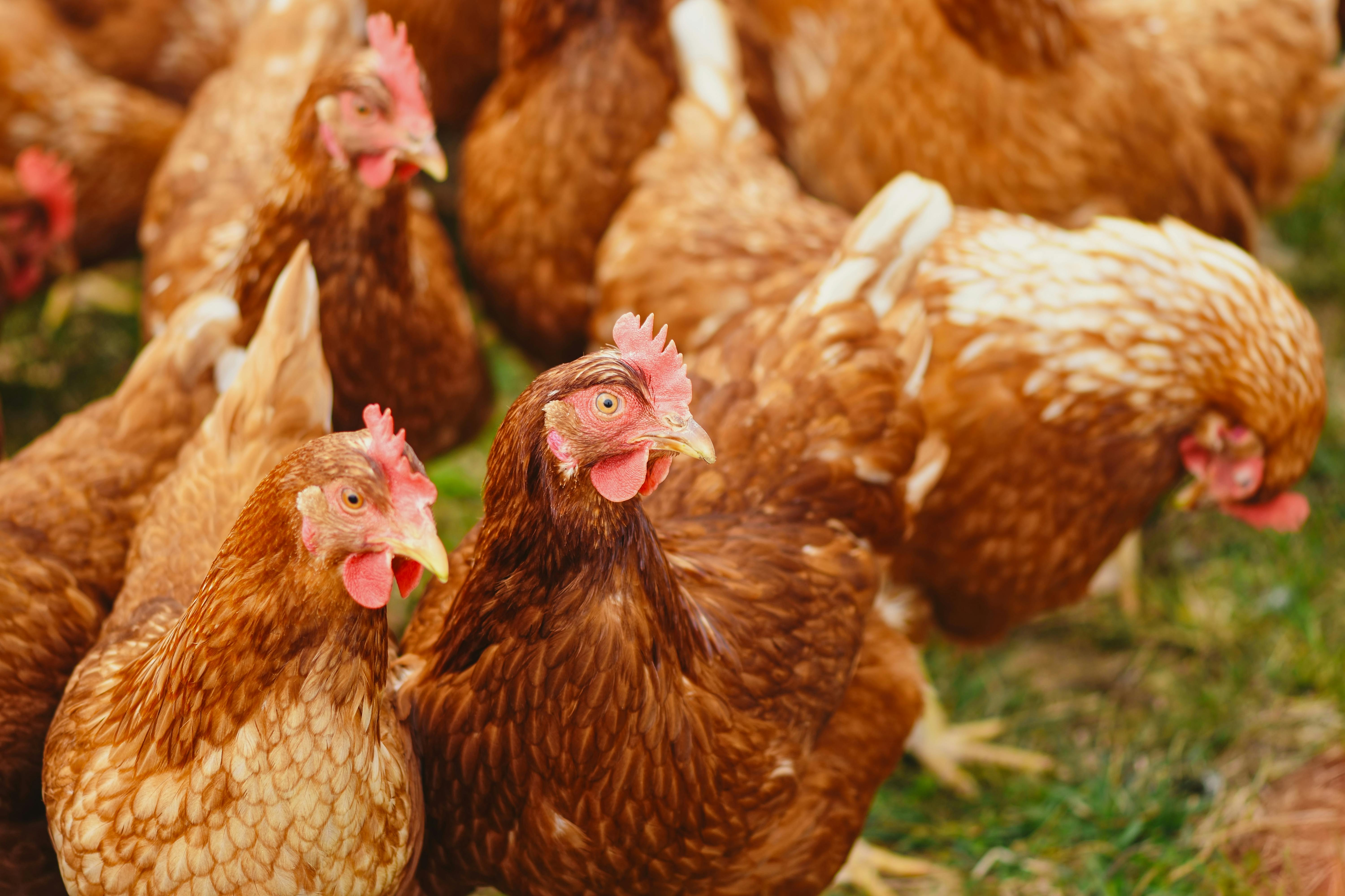 Health Advisory: Update on avian influenza in Kitsap and Washington